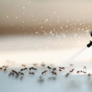 Backyard Dome - Pest Control Equipment & Supplies