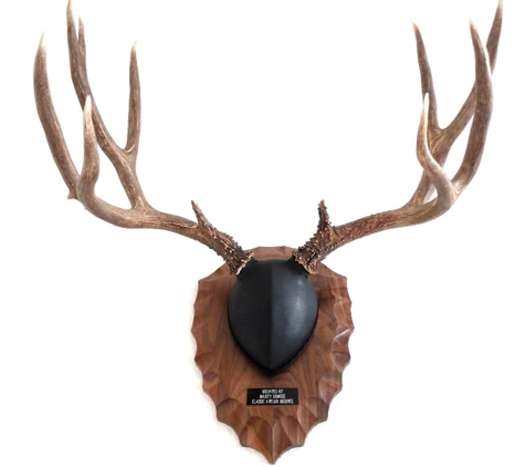 Classic Antler Mounts LLC - Aurora, CO