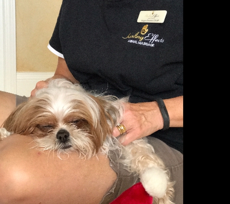 Healing Effects Animal Massage - Tampa, FL