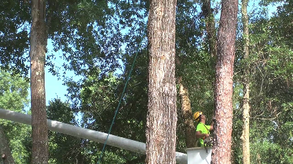Robert's Tree Service Inc - Jacksonville, FL